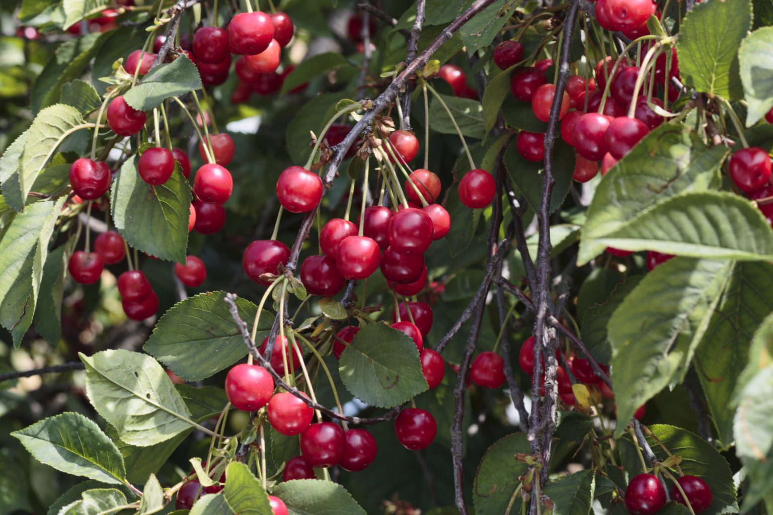 Cherry season opens