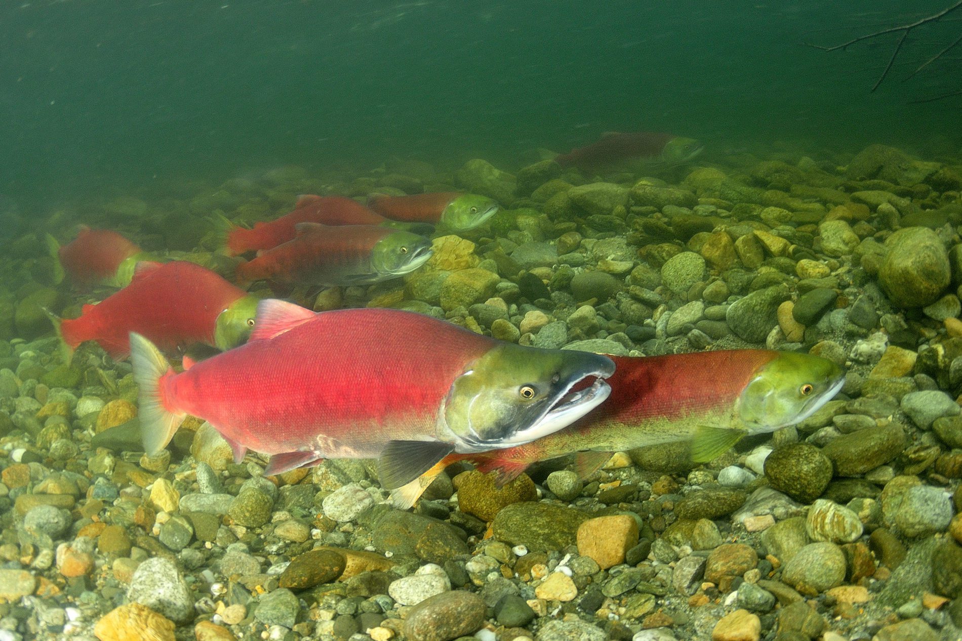 Copper River Salmon