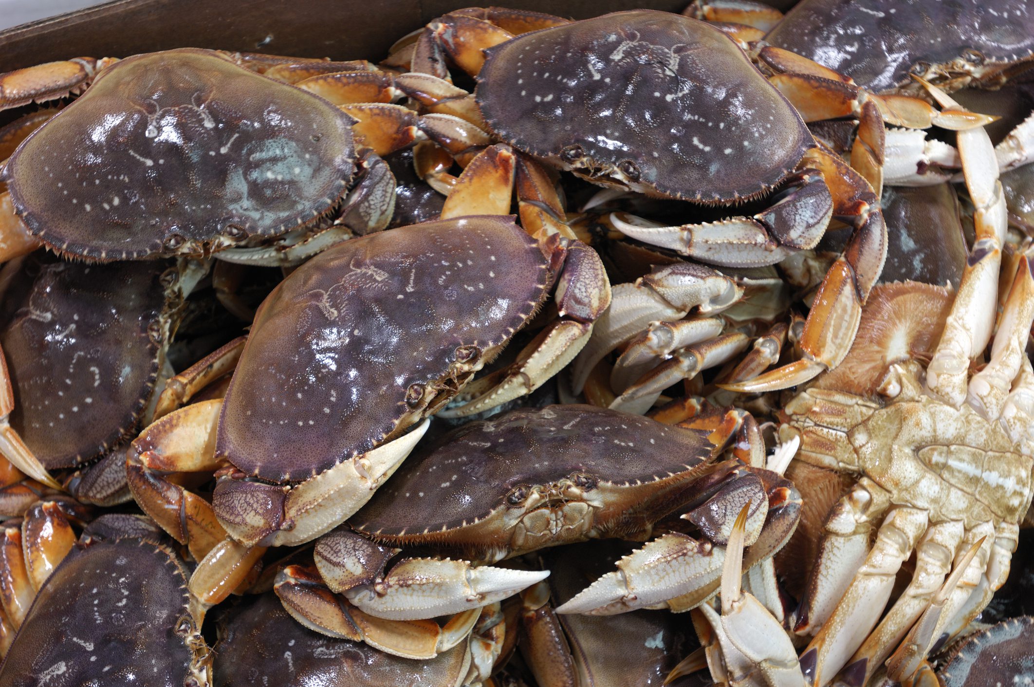 Ocean acidification impacts Dungeness crab shells