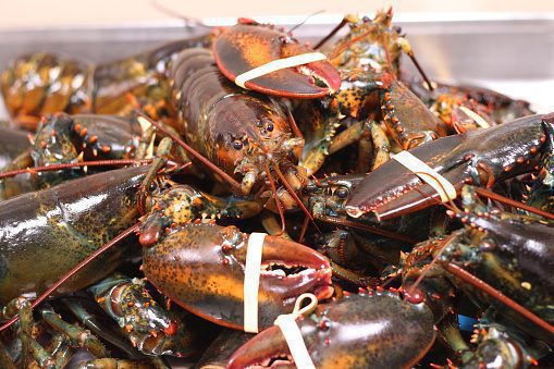 Lobster price recovery subverted by Coronavirus
