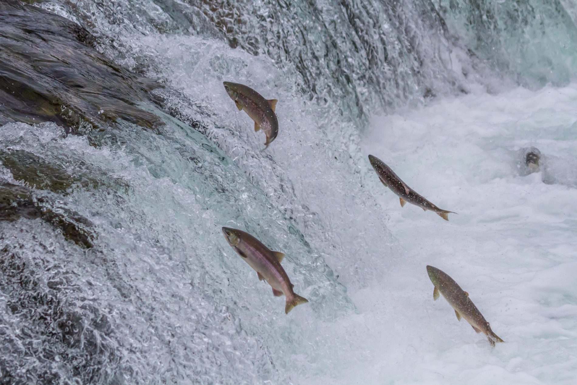 Seasoned Sage Insights on Salmon Season with CFI